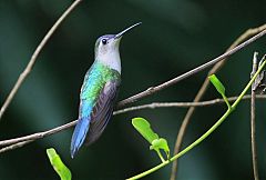 White-bellied Emerald